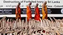 Biksu Buddha melihat gading gajah Afrika (Gading Darah)  yang disita oleh Bea Cukai Sri Lanka untuk dihancurkan, sebelum mereka mengadakan doa untuk gajah mati, di Galle Face Green di Kolombo (26/1/2016). (REUTERS/Dinuka Liyanawatte)