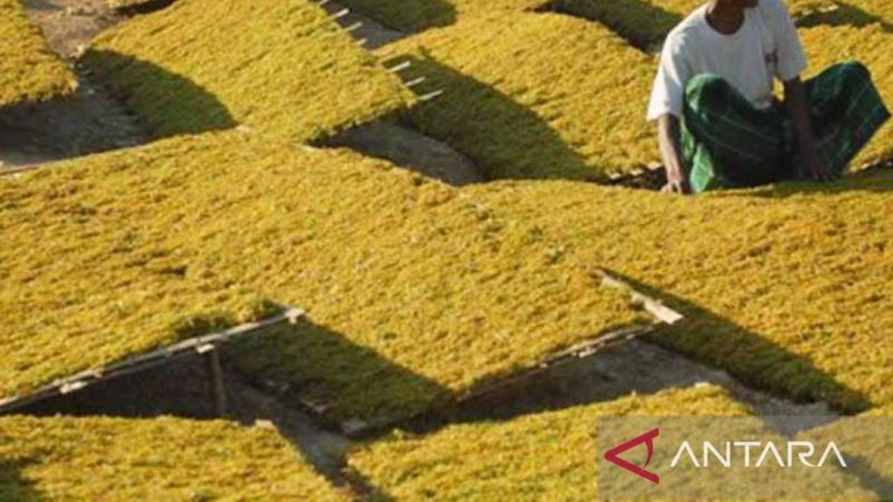 Disperindag Pamekasan Perketat Pengawasan Tata Niaga Tembakau, Ternyata Ada Aturan Unik Soal Sampel dan Kualitas Tembakau Pamekasan!