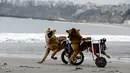 Pelusa dan Huellas , anjing yang lumpuh gunakan di kursi roda saat bermain dipinggir pantai  di Chorrillos, Lima, Peru, 7 September 2015. (REUTERS/Mariana Bazo)  