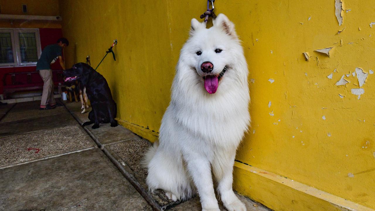 Playgroup khusus anjing di Depok