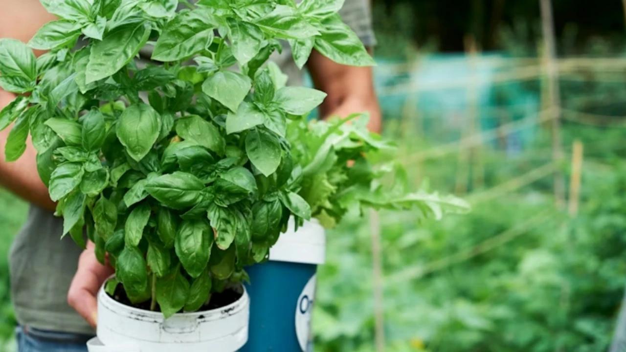 5 Tanaman Produktif untuk Balkon Sempit yang Bisa Dimasak Setiap Minggu, Bikin Asri dan Hemat