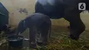 Bayi gajah Sumatera (Sumatran elephant) meminum air saat berada dalam kandangnya di Taman Safari Indonesia Cisarua, Bogor, Jawa Barat, Rabu (13/5/2020). Bayi gajah jantan bernama Covid itu hasil perkawinan gajah Sumatera, Nina dan Kodir. (merdeka.com/Imam Buhori)