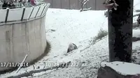 Yuk, saksikan video Panda Da Mao bermain salju berikut ini.