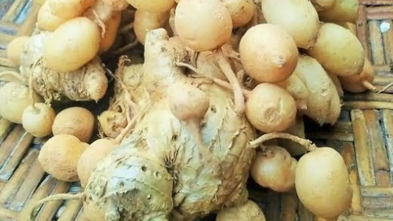 Kunci Pepet atau Temu Pepet salah satu bahan jamu galian penganti dari Madura.