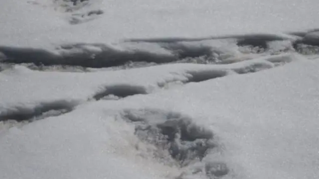 Jejak kaki besar yang diduga milik Yeti (Indian Army)
