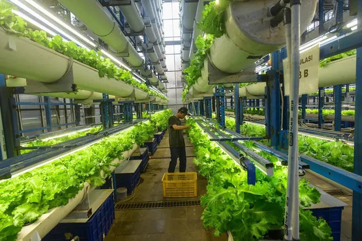 8 Tanaman Hidroponik yang Cepat Panen dan Mudah Ditanam untuk Pemula