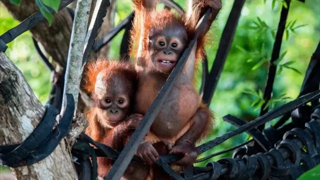 Tak Hanya Cantik, Ini Aksi Bunga Jelitha Lakukan Penyelamatan Orangutan
