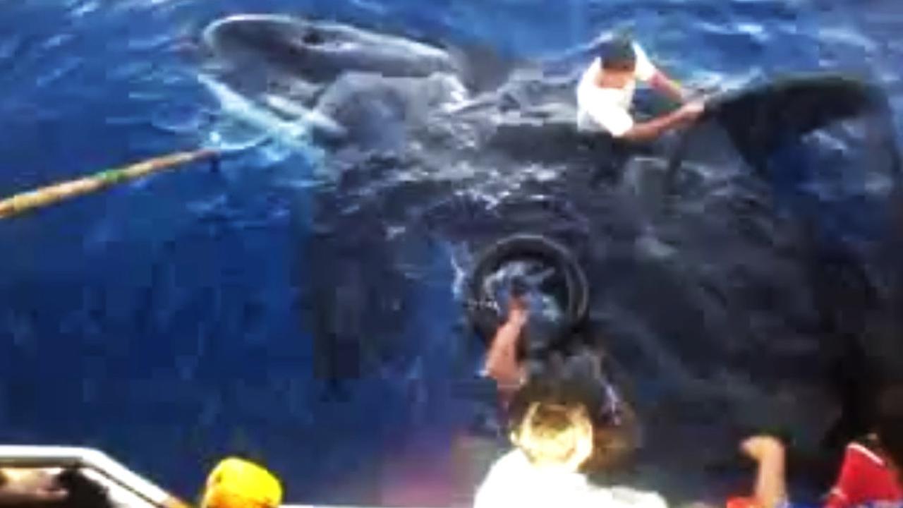 Kemunculan Paus Orca di Teluk Tomini Bikin Warga Ternganga 