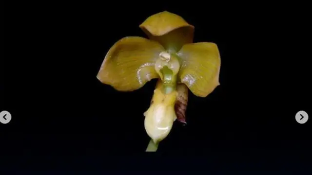 Bulbophyllum acehense