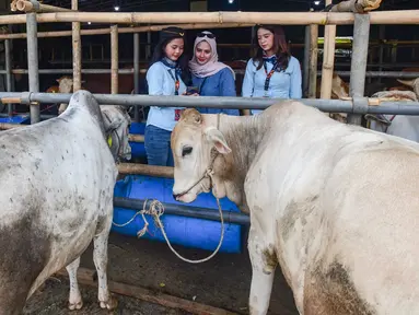 Sales Promotion Girl (SPG) dengan mengenakan kostum ala pramugari melayani calon pembeli di Mall Hewan Qurban H. Doni, Depok, Jawa Barat, Senin (11/5/2026). Penjualan hewan kurban menjelang Hari Raya Iduladha 1447 Hijriah mulai ramai di sejumlah wilayah Jabodetabek, termasuk di Depok. (merdeka.com/Arie Basuki)