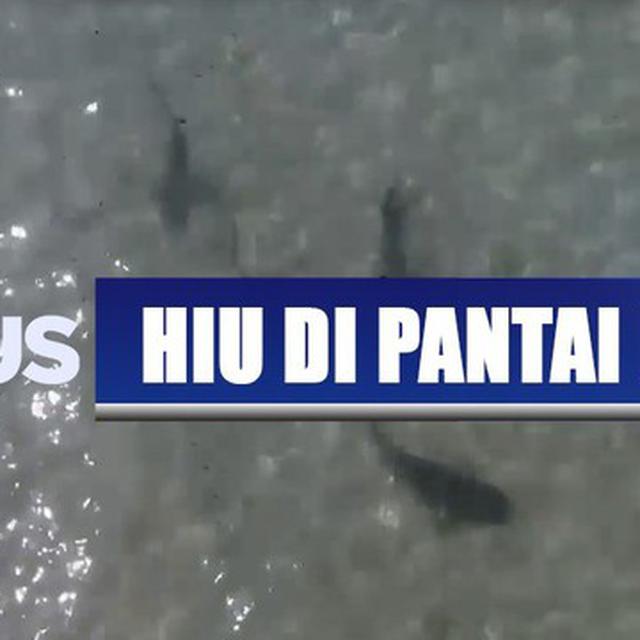 Kemunculan Hiu Blacktip Di Pantai Nusa Dua Curi Perhatian