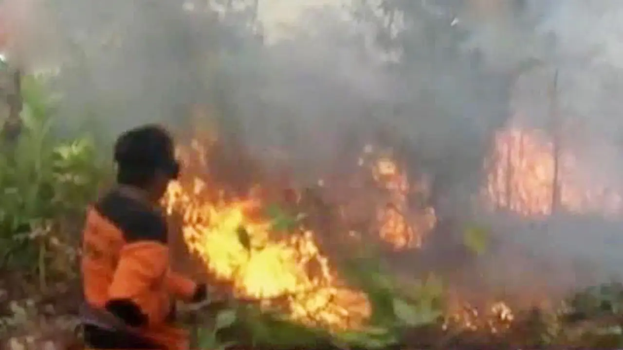 Segmen 2: Kebakaran Lahan hingga Aksi Iwan Fals Tanam Mangrove