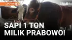 Bejo, Sapi Limosin Milik Presiden Prabowo dari Tegal