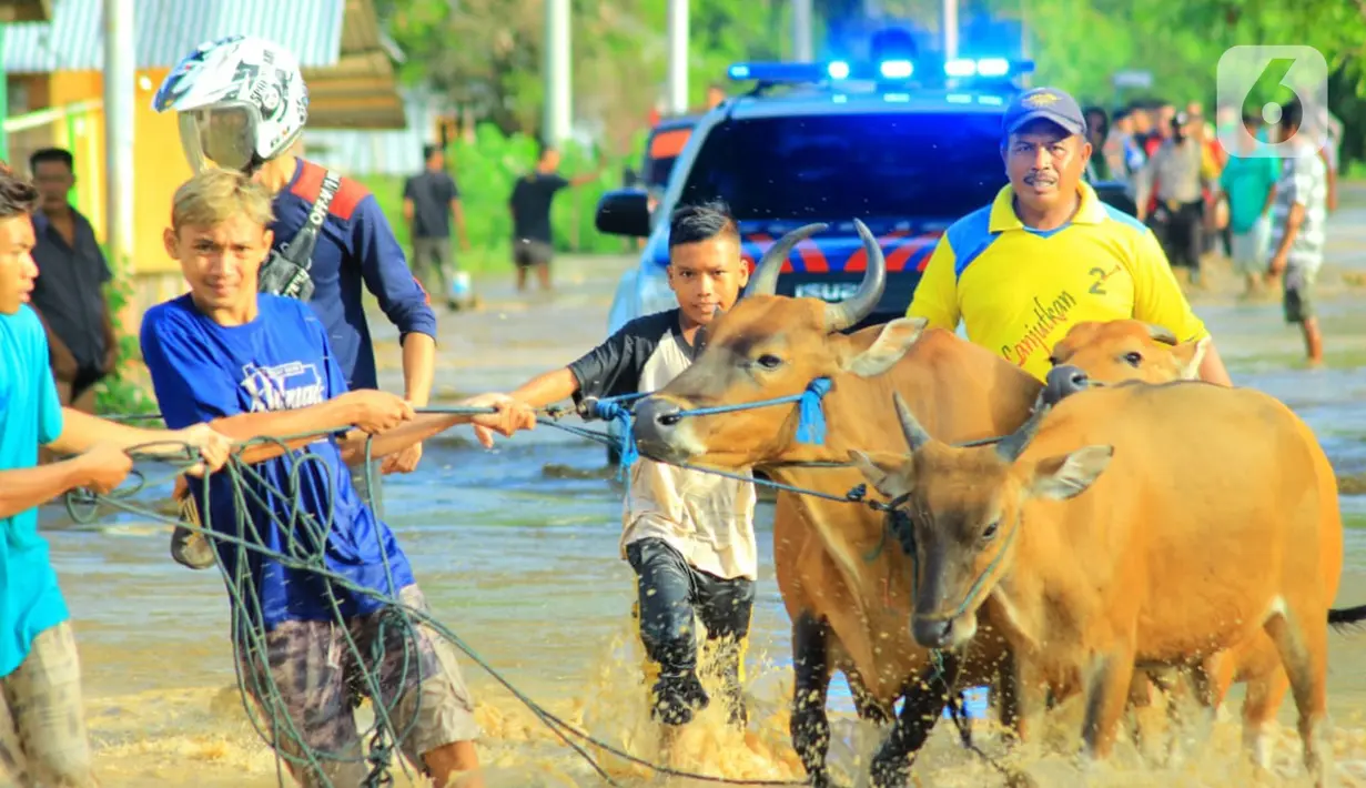 Warga mengevakuasi kerbau saat banjir bandang  di Kabupaten Bone Bolango, Gorontalo (11/6/2020). Data sementara yang diterima dari BPBD Kabupaten Bone Bolango sekitar 1.078 kepala keluarga serta 5.407 jiwa terdampak banjir bandang. (Liputan.com/Arfandi Ibrahim)