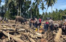 Gajah BKSDA Turun Tangan, Bantu Bersihkan Kayu dan Material Berat Terseret Arus Banjir Aceh