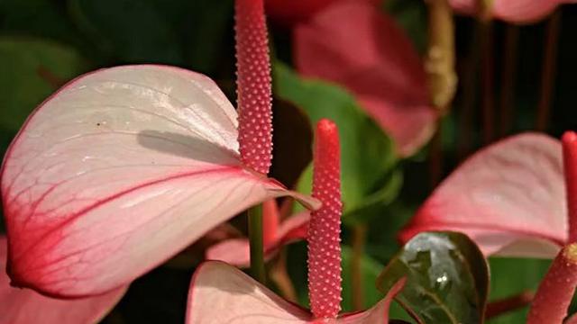 Cara Budidaya Tanaman Anthurium Cocok Untuk Semua Jenis Hot Liputan6 Com
