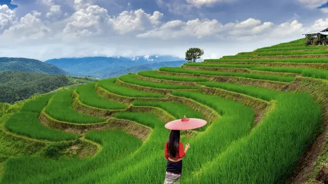 Ilustrasi sawah (Foto: freepik/tawatchai07)