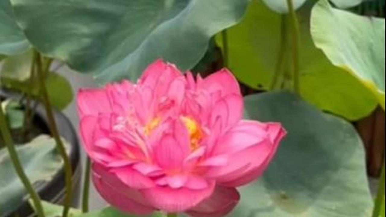 Aku akan mintakan spesies bunga teratai yang hanya mekar pagi dan menguncup di sore hari. Sesuai dengan kisah perjalanan duniamu, yang mekar di usia muda dan pergi untuk harum menginspirasi selamanya.