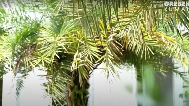 7 Potret Taman Rumah Dokter Reza Gladys, Asri dan Mewah Bak Resort