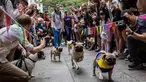 Sejumlah anjing saat bersaing dalam "HK Doggie Dash 2018" di Hong Kong (15/4). Perlombaan ini diadakan untuk mengumpulkan uang bagi anjing yang telah diterlantarkan dan diselamatkan. (AFP Photo/Isaac Lawrence)