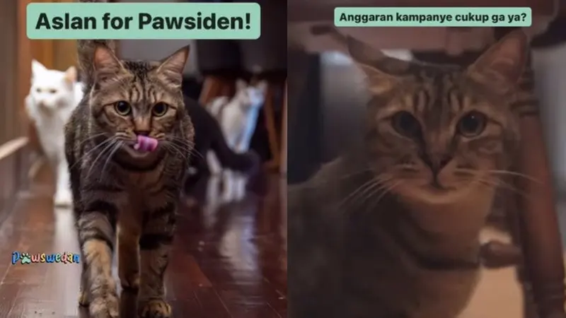 Aksi Gemas Kucing Anies Baswedan Pertanyakan Anggaran Kampanye, Mau Jadi Pawsiden