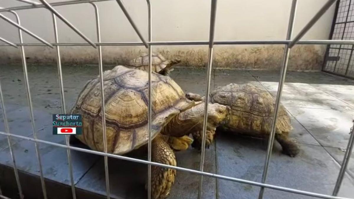 Mudik Tenang! Begini Cara Aman Tinggalkan Hewan Peliharaan di Rumah