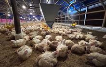 Kementan Perkuat Stabilisasi Harga Ayam Peternak Rakyat Demi Jaga Ekonomi Nasional