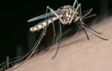Israel Dilanda Wabah Virus West Nile, 440 Tertular dan 32 Orang Meninggal