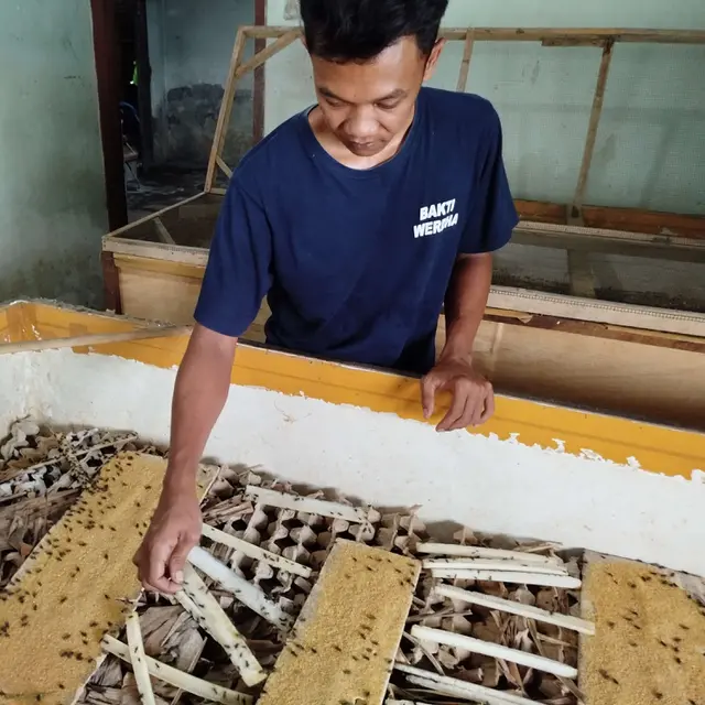 Tips Mengurangi Kanibalisme Ternak Jangkrik