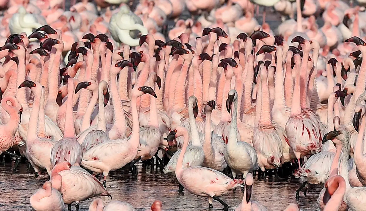 Kawanan flamingo berdiri di sebuah danau di Navi Mumbai pada Kamis (14/5/20220). Burung-burung yang bermigrasi biasa mendatangi Mumbai setiap tahun ini tiba dalam jumlah besar setelah pemerintah India menerapkan kebijakan lockdown. (Photo by Punit PARANJPE / AFP)