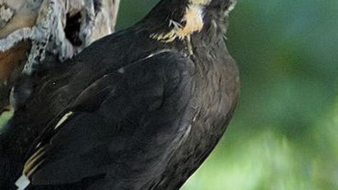 10. Burung Pelatuk