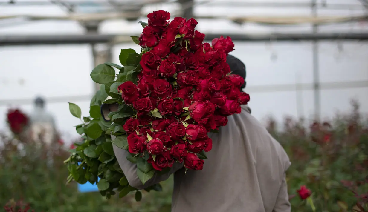 Pekerja pertanian membawa mawar yang dipilih untuk Festival Sant Jordi di Santa Susanna, dekat Barcelona, Spanyol, Selasa (20/4/2021). Festival Sant Jordi yang diperingati pada 23 April juga dikenal sebagai The Day of the Rose atau The Day of the Book. (Josep LAGO/AFP)