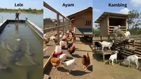 Perbandingan Budidaya Lele, Ayam, dan Kambing: Mana yang Untung Besar?