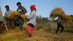 Para petani Nepal memanen padi di Chaukot, pinggiran Kathmandu, Nepal (30/10). Pertanian adalah sumber utama makanan, pendapatan, dan pekerjaan bagi mayoritas orang di negara Himalaya ini. (AP Photo/Niranjan Shrestha)