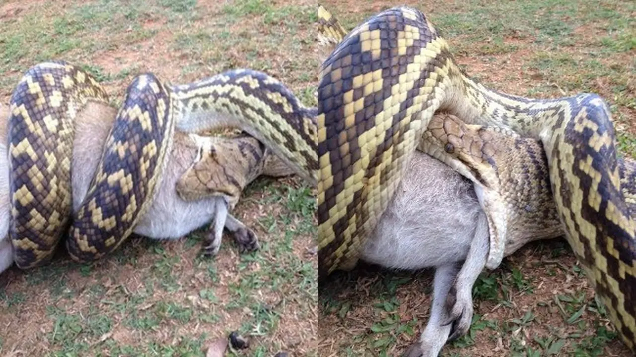 Adegan Ular Piton Makan Wallabi dalam Waktu 3 Jam Jadi Viral