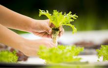 Daftar 15 Sayur-Sayuran yang Bisa Ditanam dengan Pot Hidroponik di Rumah, Cocok untuk Pemula