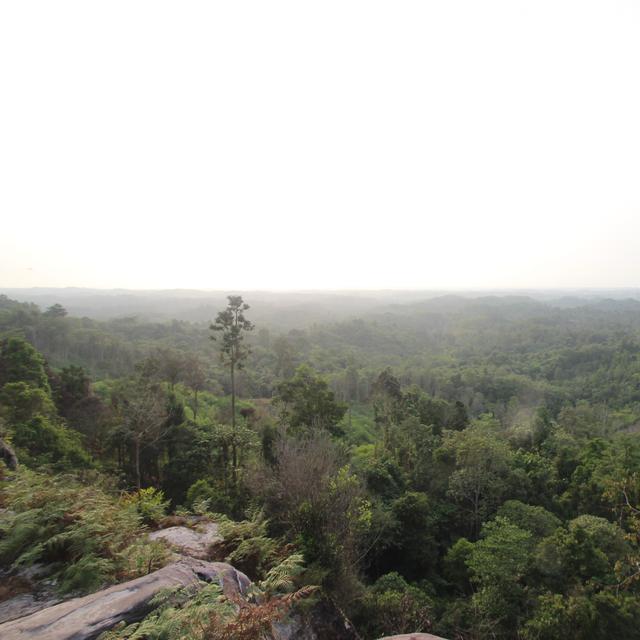 Dibangun Di Kalimantan Ibu Kota Baru Akan Menyatu Dengan Hutan Bisnis Liputan6 Com