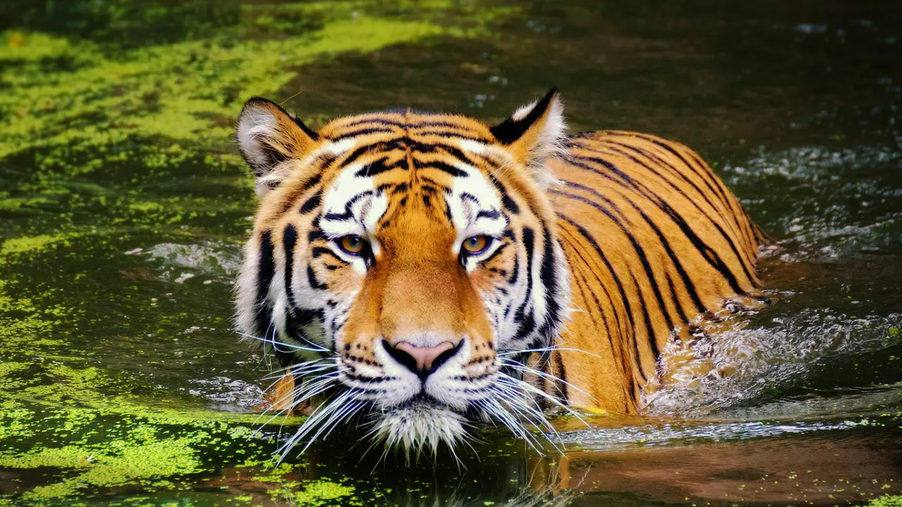 Harimau - Vania