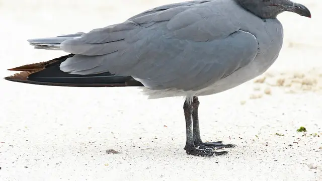 16 Burung Paling Eksotis dan Langka, Hanya Ada di Kepulauan Galapagos!