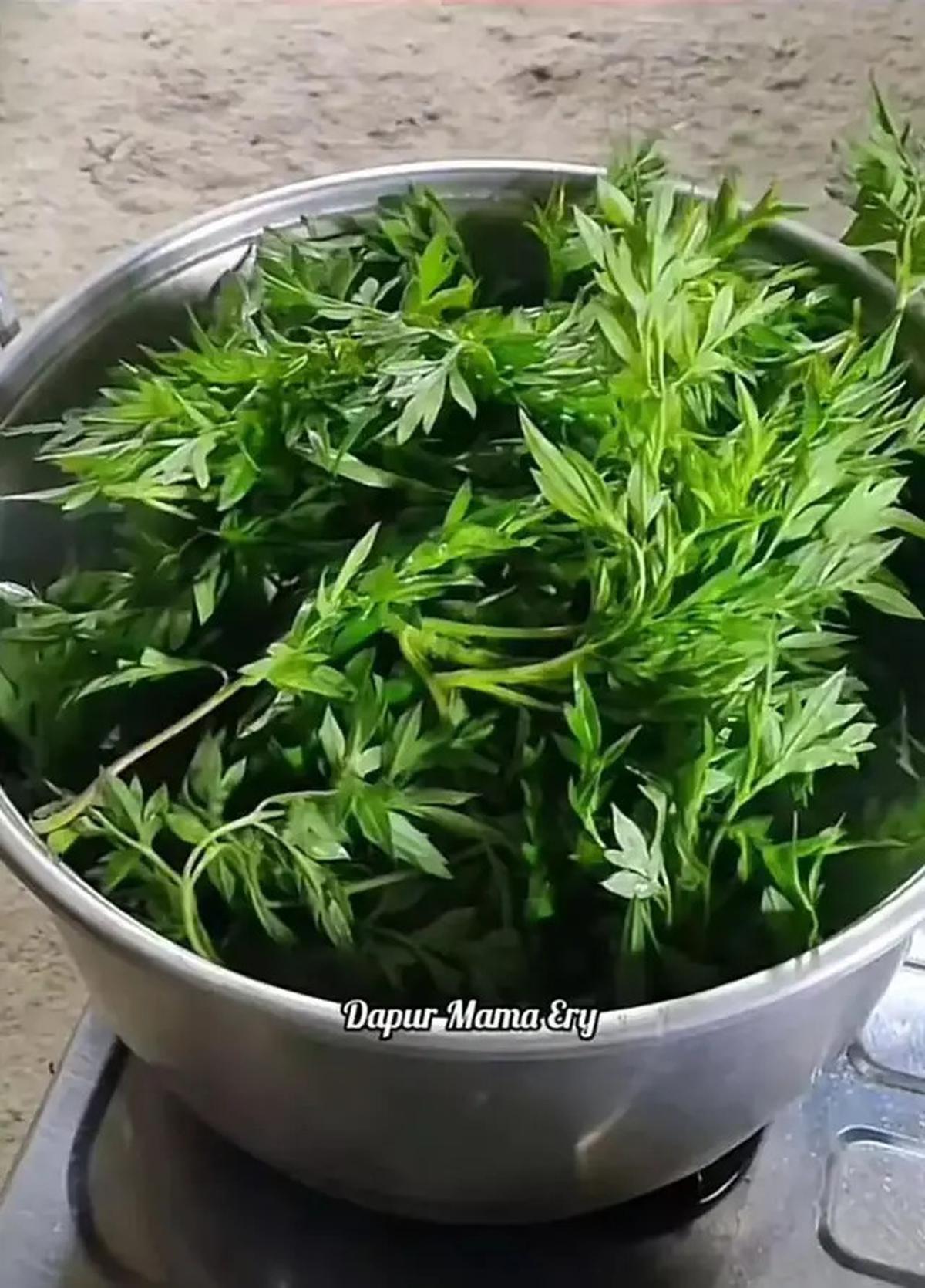 Cara Merebus Daun Kenikir Agar Tetap Hijau dan Empuk, Cuma dengan 1 Bahan Dapur