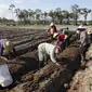 Soal Food Estate Gunung Mas Kalteng, Kementan Lakukan Pendampingan Teknologi Pangan, Rabu (6/12)/Istimewa/