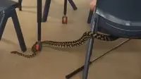 Ular piton masuk kelas di Australia (Noosa Snake Catcher)