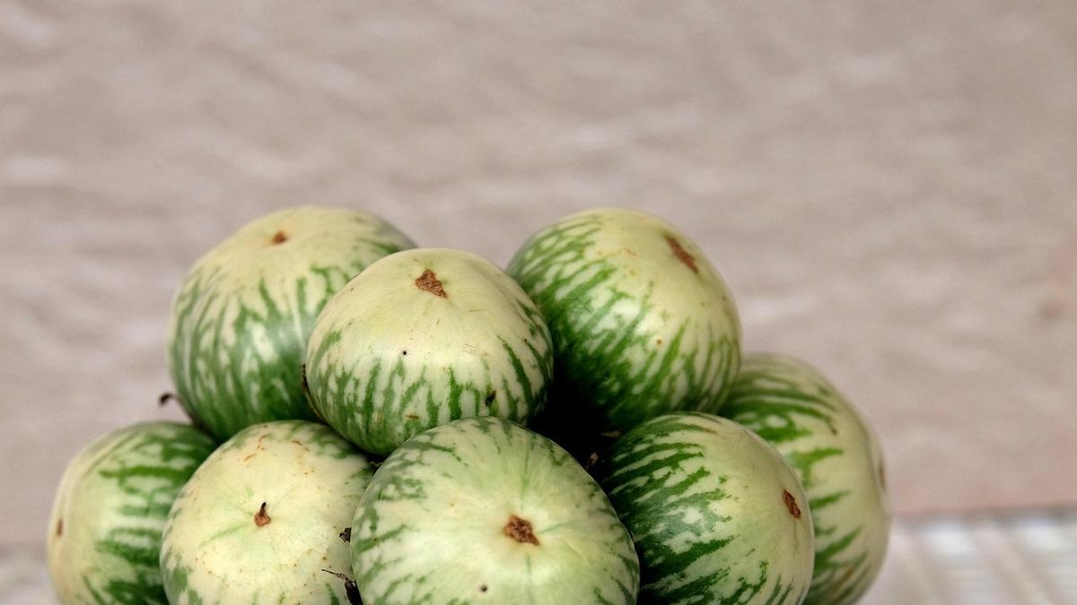 Cara Menanam Terong Bulat di Polybag Untuk Pemula: Mulai Proses Semai Hingga Panen