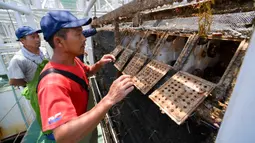 Para pekerja memeriksa kerang abalon di sebuah platform budi daya laut dalam, Lianjiang, Provinsi Fujian, China, 14 Juli 2020. Budi daya abalon menciptakan lebih dari 50.000 lapangan pekerjaan di industri yang terkait dengan abalon. (Xinhua/Jiang Kehong)