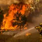 Seorang petugas pemadam kebakaran sedang memadamkan lahan yang terbakar di kawasan Rocky Fire, San Francisco, California, Kamis (30/7/2015). Kebakaran terletak 180 km, sebelah utara dari San Francisco. (REUTERS/Max Whittaker)