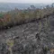 Kebakaran Hutan Meluas di Kalimantan Barat
