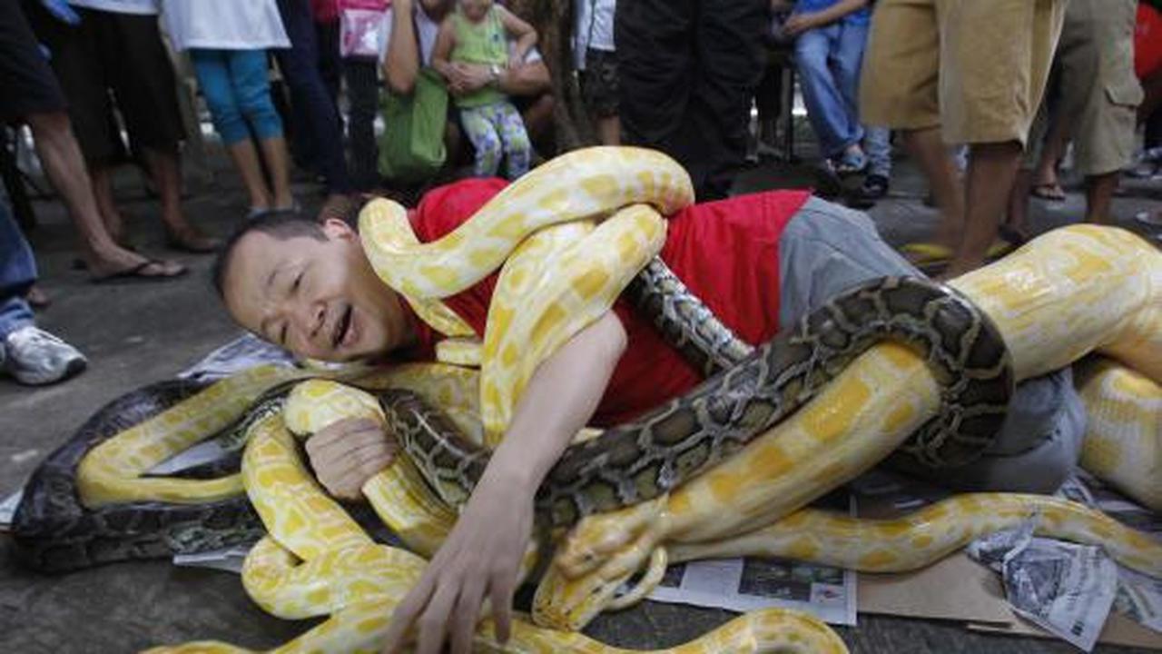 Rayakan kedatangan tahun ular, seorang pria dibelit Ular Piton