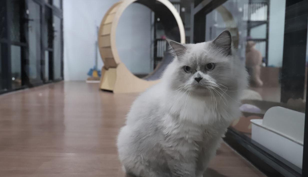 Di Jakarta Pusat, terdapat salah satu hotel kucing yang memiliki kapasitas hingga 58 ekor. Tampak dalam foto, salah satu kucing peliharaan yang menginap di sebuah hotel khusus hewan di Jakarta Pusat, Kamis (19/3/2026). (merdeka.com/Arie Basuki)