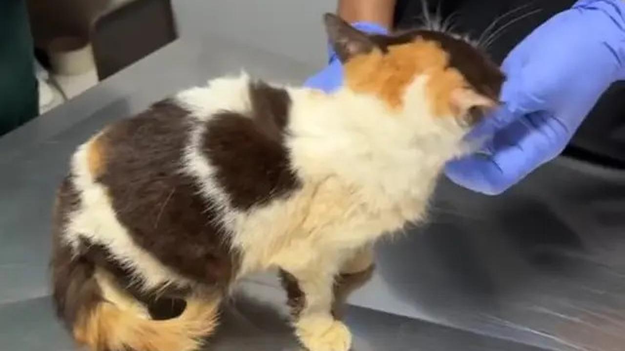 Cerita Sherina Munaf Rescue Kucing Uya Kuya Pasca Penjarahan, Kondisinya Malnutrisi