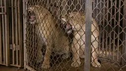 Puerto Rico menutup satu-satunya kebun binatang setelah bertahun-tahun diduga diabaikan. (AP Photo/Alejandro Granadillo)